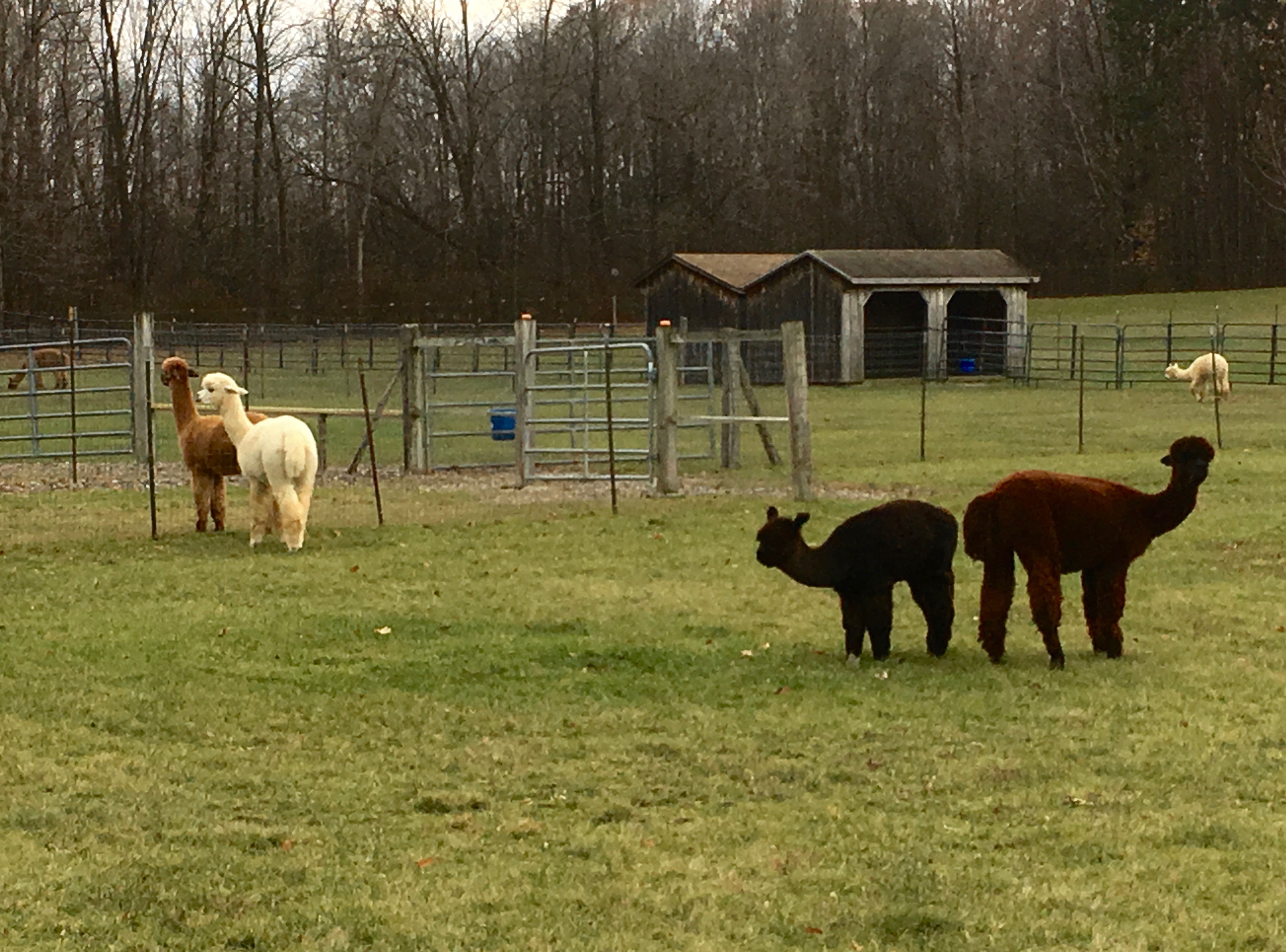 Visit a Vermont Alpaca Farm