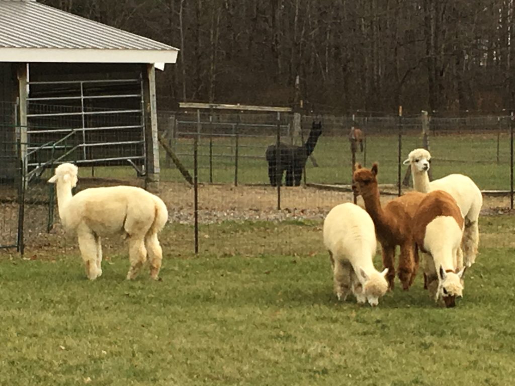  Fluffy white and black alpacas waiting for visits by our guests.