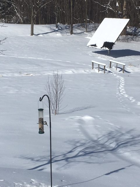 View of a snow covered solar panel and bird feeder on a sunny cold day.