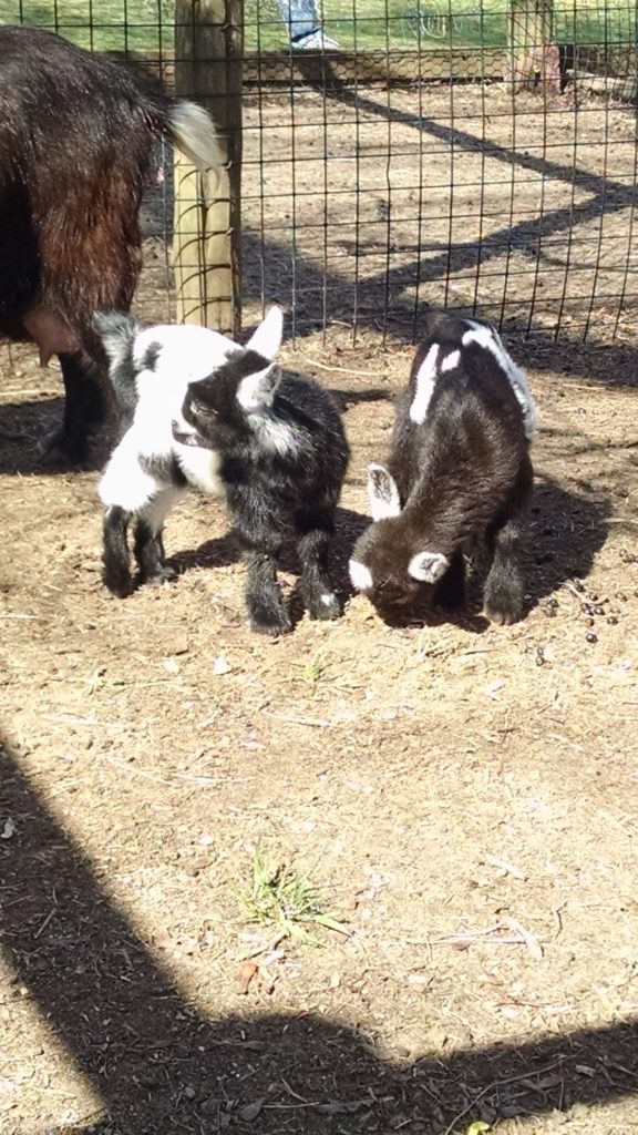 Two black and white baby goats play in a fenced in area in the sun.
