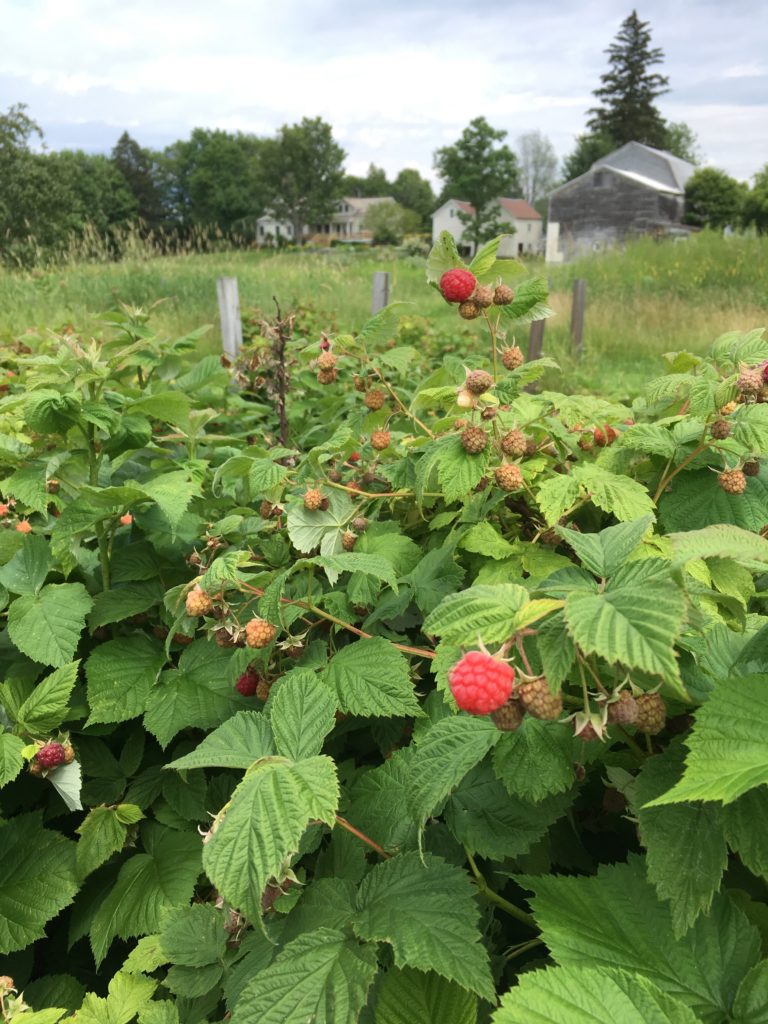 Red raspberries on thick leafy bushes with a work gray barn and tall pine tree in the distance.