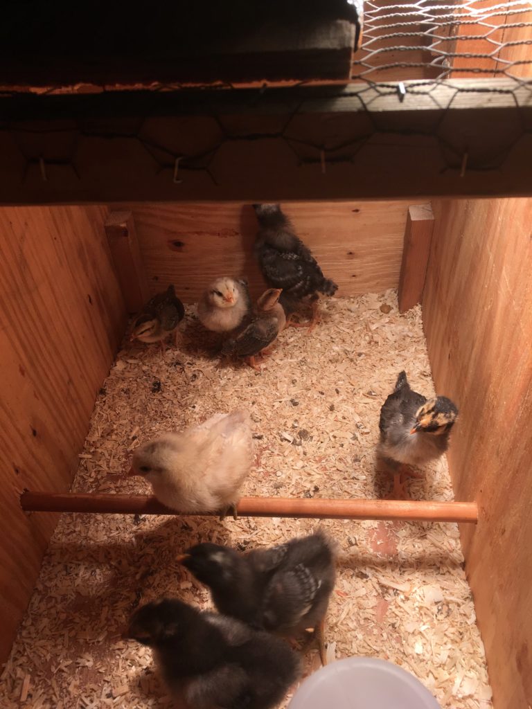 A box with 8 baby chicks in different colors.