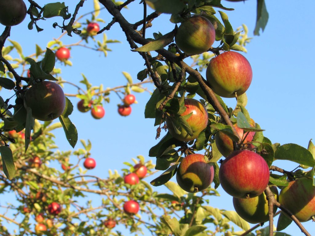 Red jersey mac apples on the tree against a brilliant blue sky.