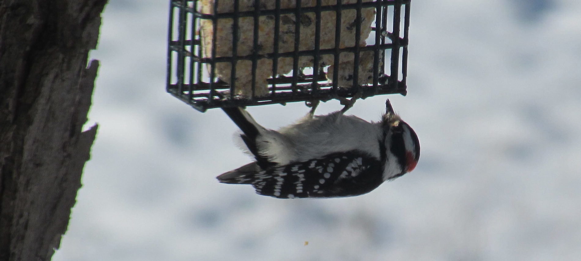 A black and white wood pecker in the snow upside down at a suet feeder.