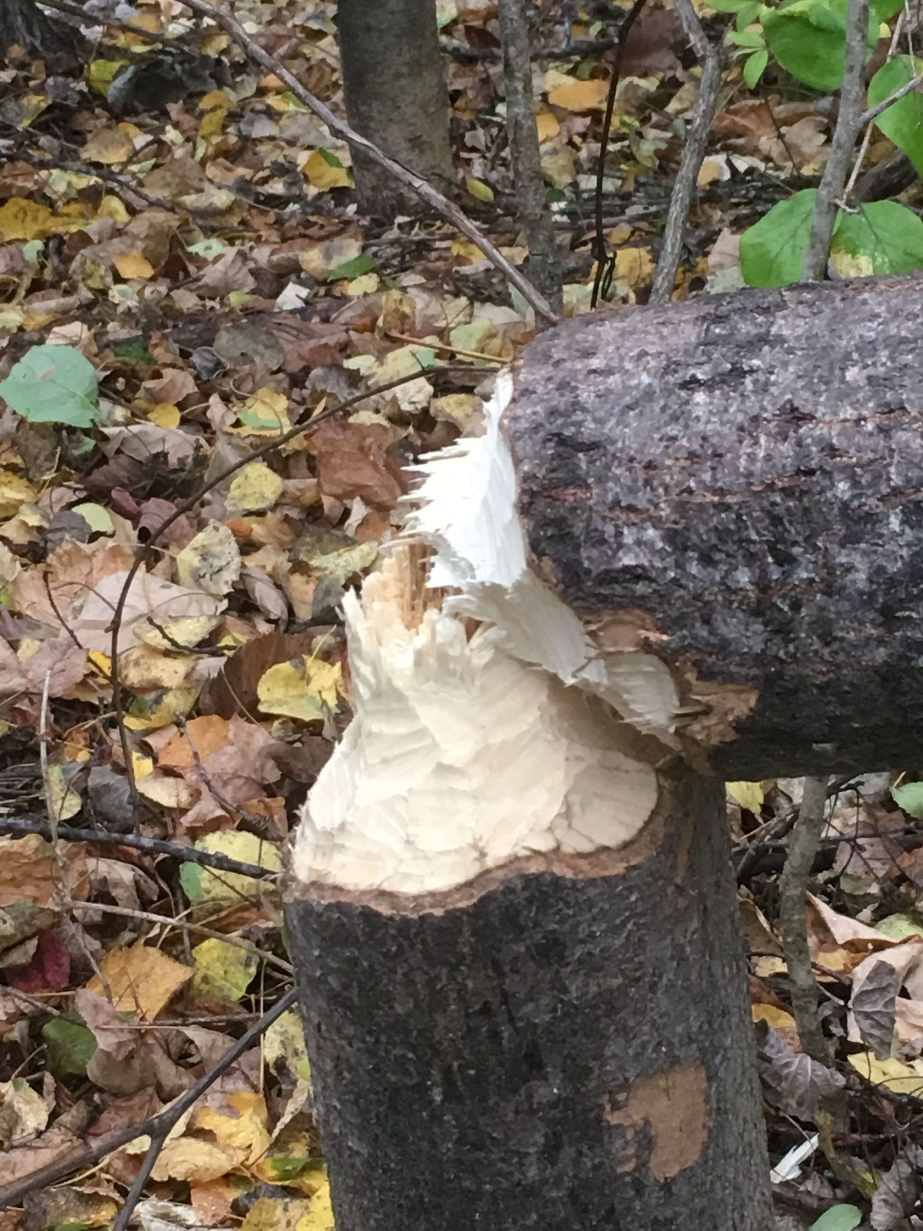 Felled tree with beaver teeth markings. 