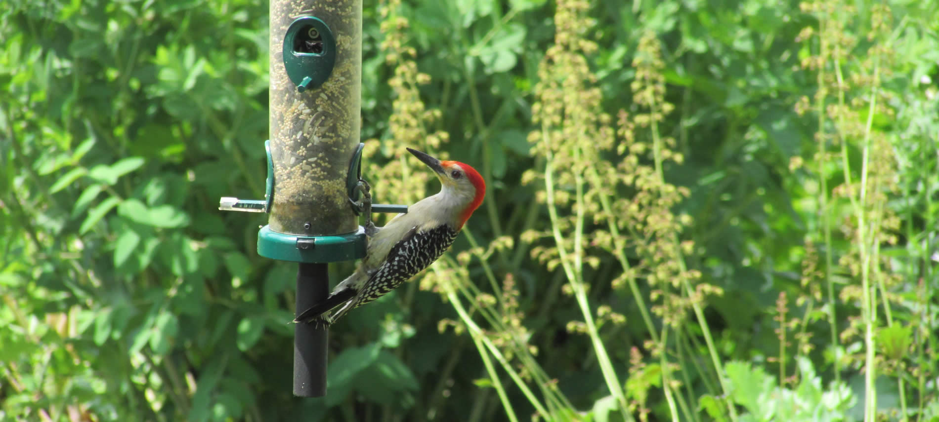 Close-up view of red-headed woodpecker on a bird feeder surrounded by green foliage