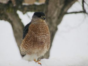 A hawk with orange striped breast and gray head sits in snow in front of a gray tree.