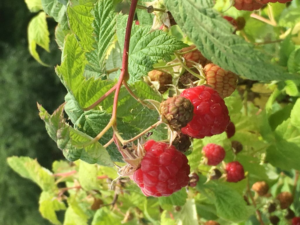 Rasperries ripe for picking at Cornwall Orchards Bed and Breakfast