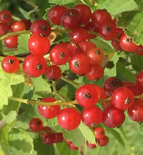 Close-up view of bright red berries growing on a bush with green leaves